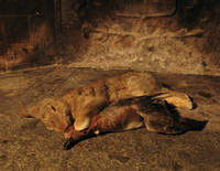 Still Alive, Rabbit and Duck